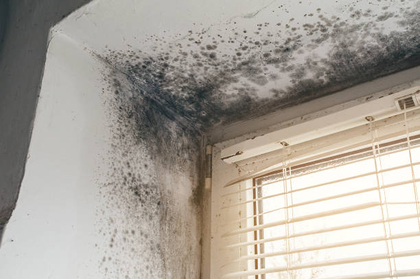 Affordable Mold Cleanup solutions in Winterville, GA